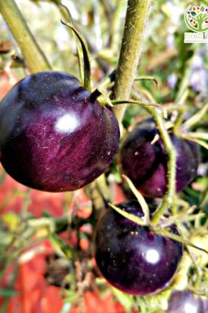Tomate Corazón Rojo y Azul