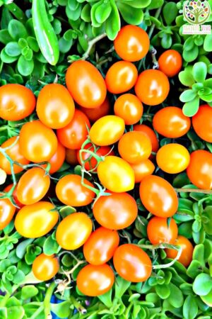 Tomate Cherry Uva Naranjo