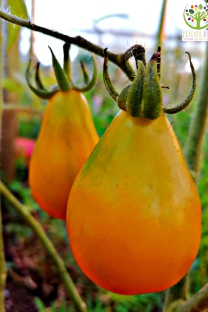Tomate Cherry Pera Amarillo Grande