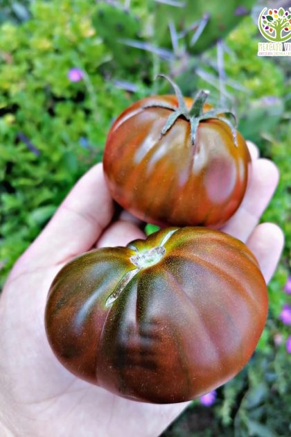 Tomate Black Brandywine
