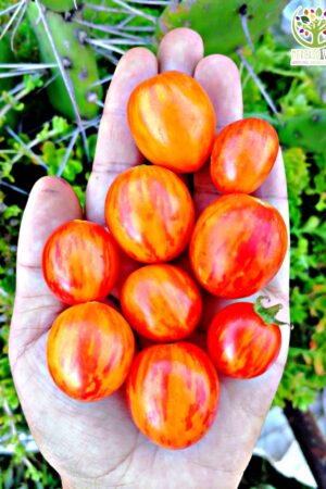 Tomate Cherry Sunrise Bumble Bee