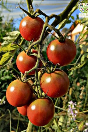 Tomate Cherry Purple