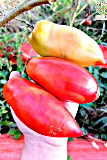 Tomate Cornudo de los Andes