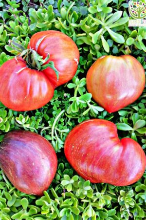 Tomate Cubano Pimentón