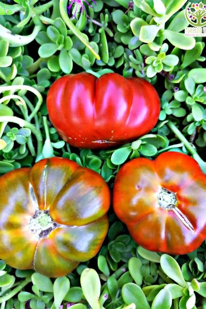 Tomate Costoluto Genovese