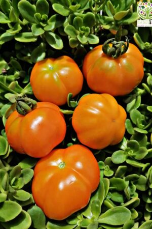Tomate Fruncido Naranjo