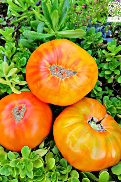 Tomate Pineaple