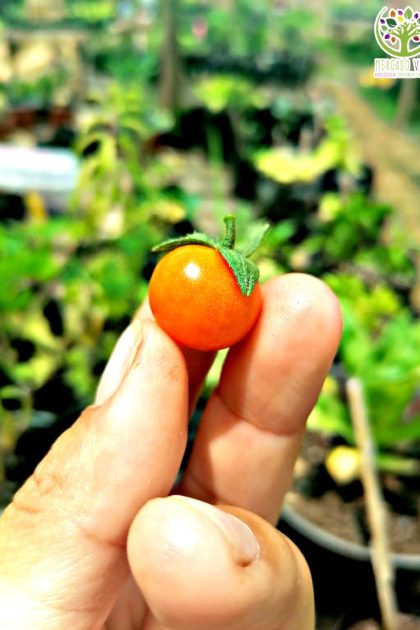 Tomate Tenca