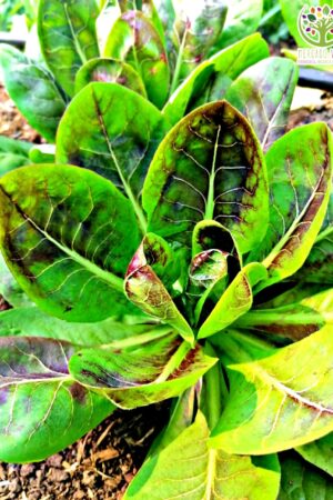Radicchio Di Verona o Achicoria roja