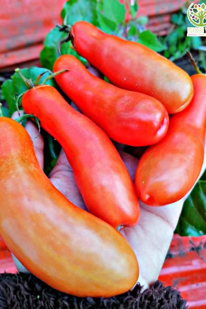Tomate Smiley Worms