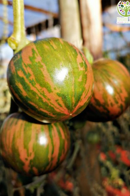 Tomate Quebrada de Sangre