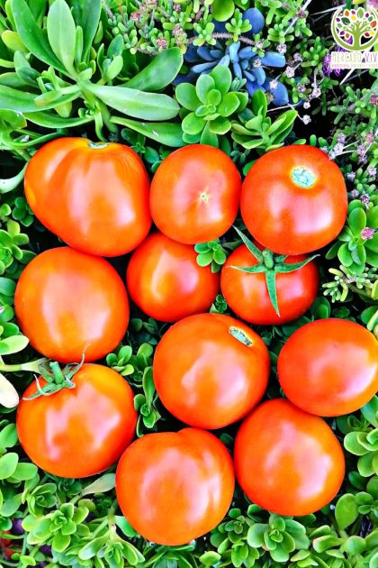 Tomate Quillón
