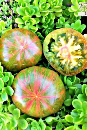 Tomate Pink Berkeley Tie-Dye