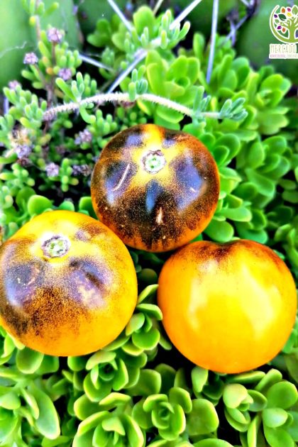Tomate Oro Azul