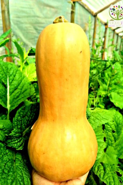 Zapallo Butternut