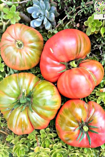 Tomate Rosado