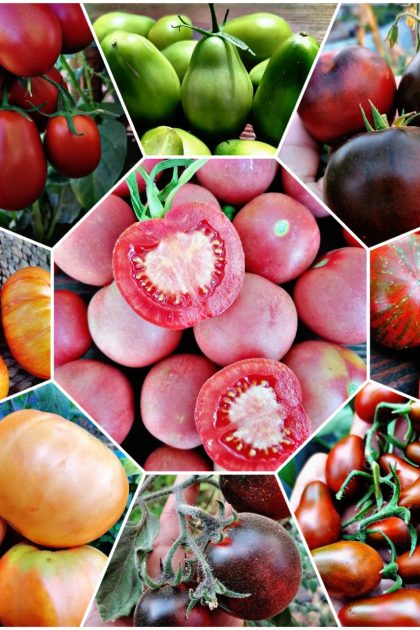 Tomate Variedades