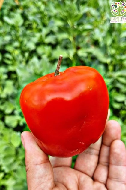 Ají Rocoto Manzana