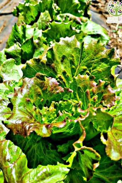 Lechuga Sierra "Maravilla de verano"