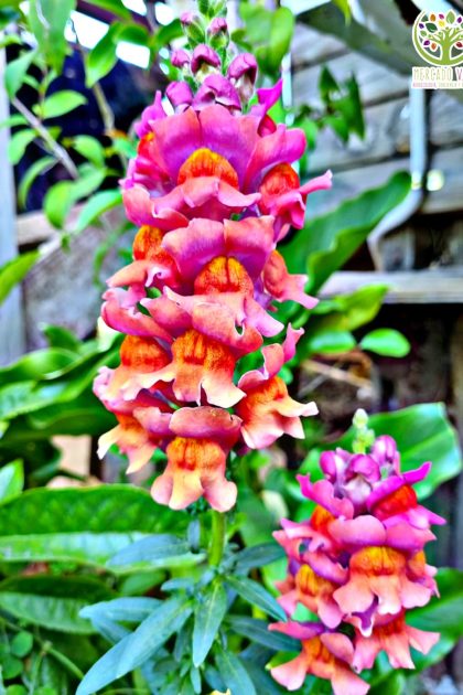 Boca de Dragón "Conejitos" colores variados