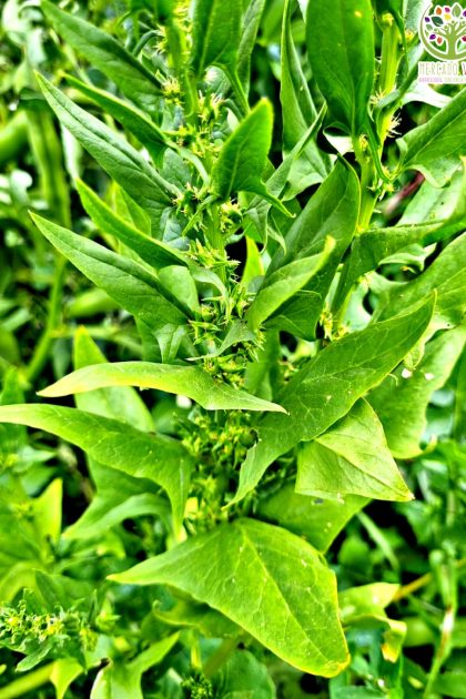 Espinaca Matador