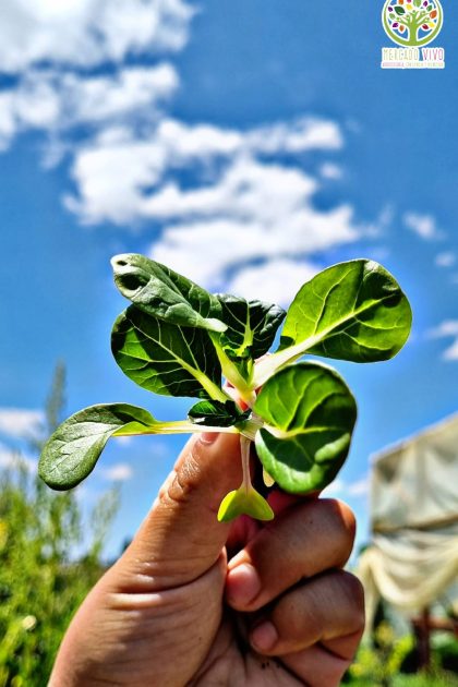 Baby Milk Bok Choy
