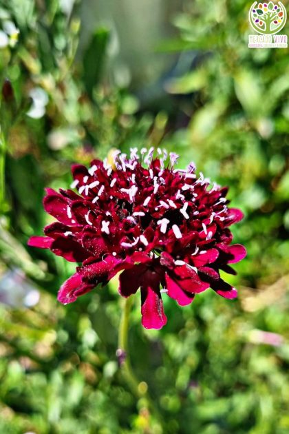 Flor de Viuda burdeo