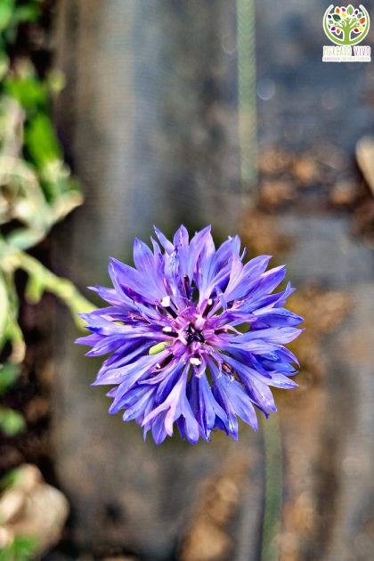 Centaurea Blue Boy