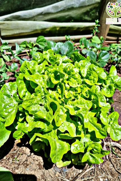 Lechuga Quenty
