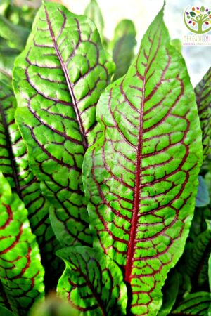Rumex Acetosa (Acedera comestible)
