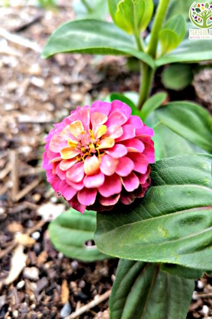 Zinnia enana Pompón