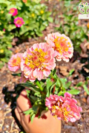 Zinnia colores variados