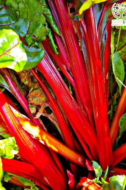 Acelga tallo rojo