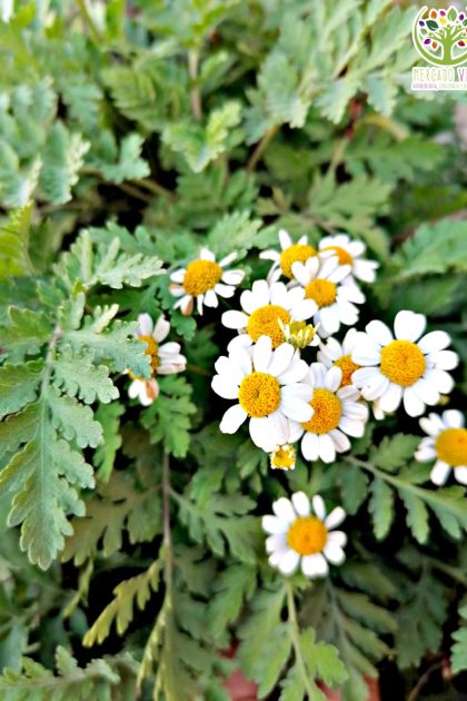 Semillas de Artemisa vulgaris