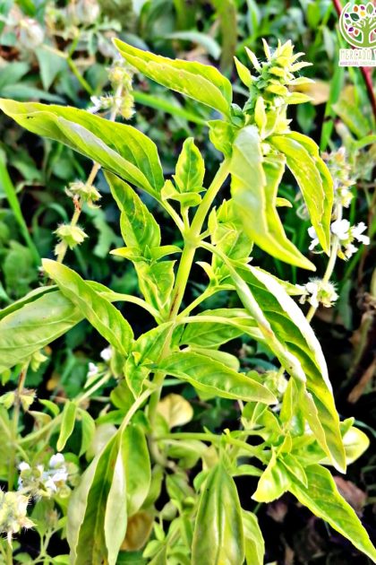 Semillas de Albahaca Limón