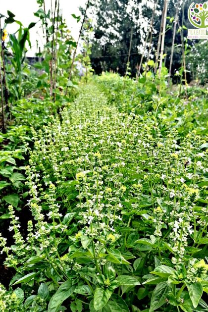 Semillas de Albahaca Verde