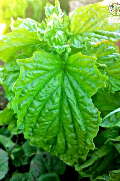 Semillas de Albahaca Hoja de Lechuga