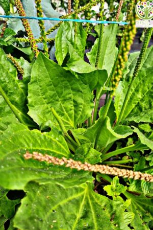 Semillas de Llantén