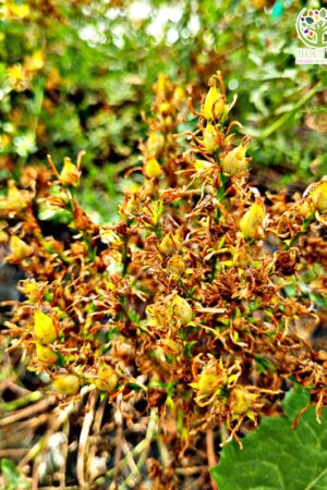 Semillas de Hierba de San Juan