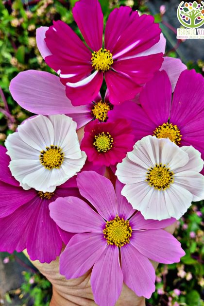 Cosmos colores surtidos