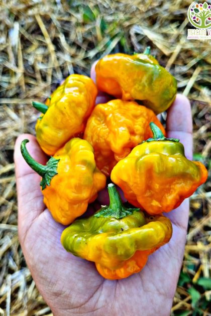 Ají Scotch Bonnet