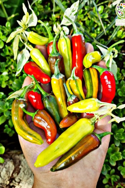 Fish Pepper
