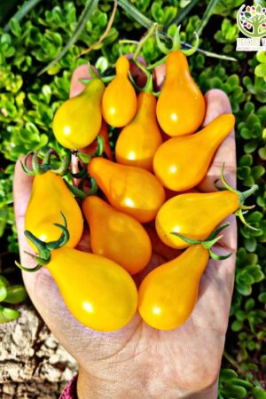 Tomate Cherry Perita Amarillo