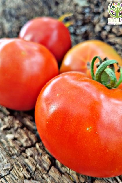 Tomate Huertero Mapuche