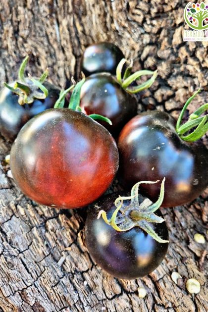 Tomate Cherry Negro
