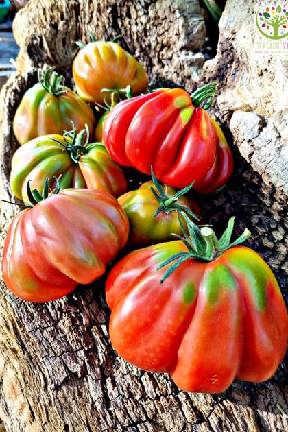 Tomate Zapoteca