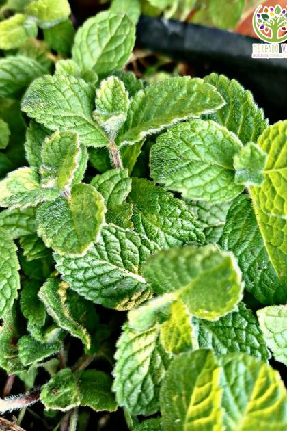 Semillas de Mentha Suaveolens / Mastranzo