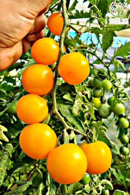 Tomate de Oro