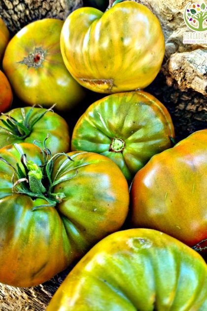 Tomate Capitán Lucky