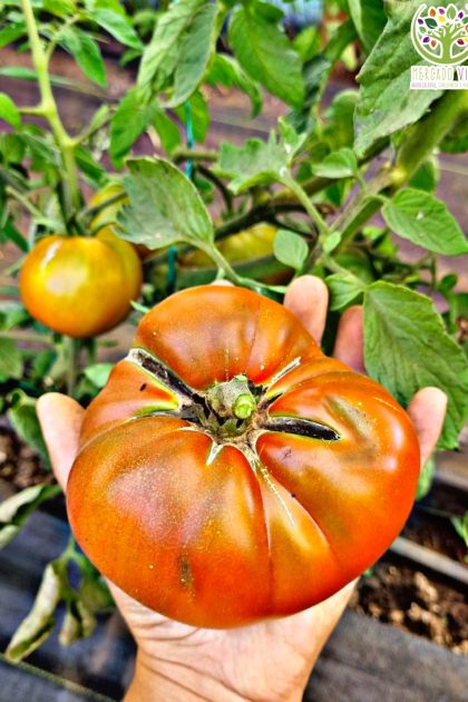 Tomate Purple Cherokee